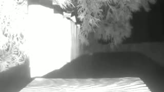 Peek a Boo Mouse. Nighttime mouse. Camera shy.