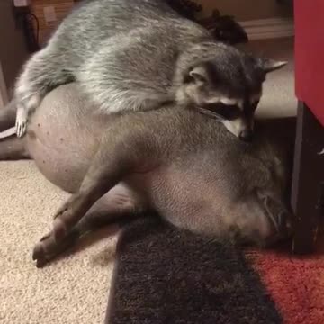 Mapache adora acurrucarse con su mejor amigo cerdito
