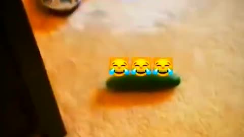 Funny animal