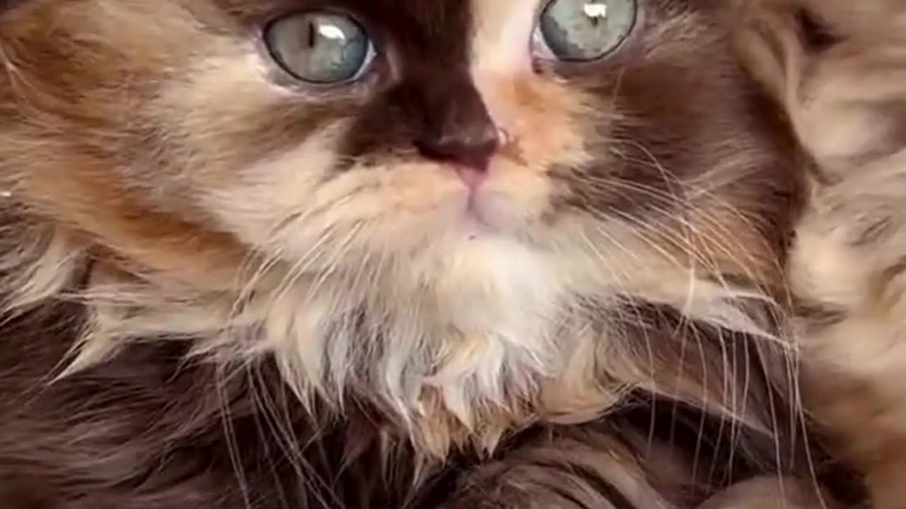 Cute Cat