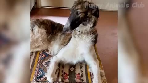 Funny Animal Videos 2022 - Best Dogs And Cats Videos #9