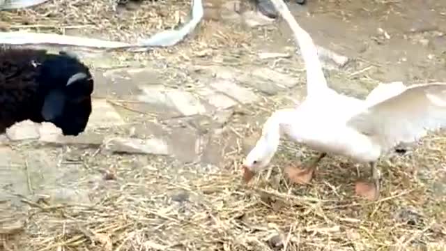 Battle! Goose versus ram