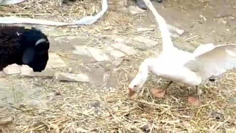 Battle! Goose versus ram