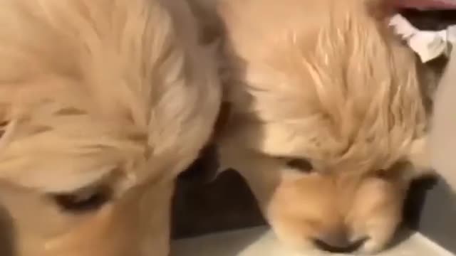 Puppies drinking milk