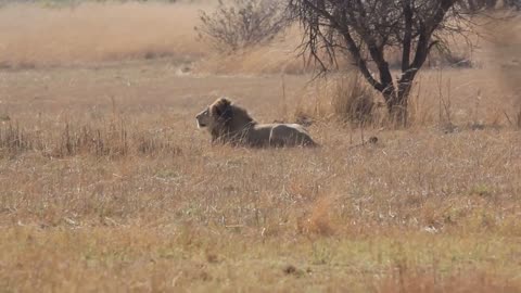 Lion stalking