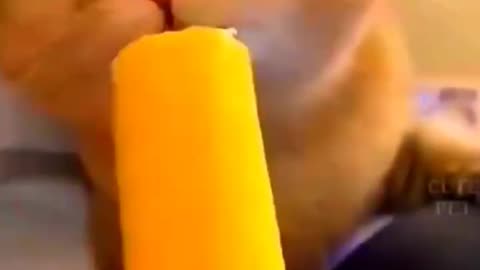 Funny cute cat videos.