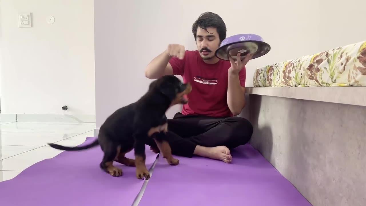 How to train your puppy of food discipline