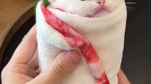 Chinese cats food