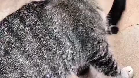 Cat to kill mice for human beings