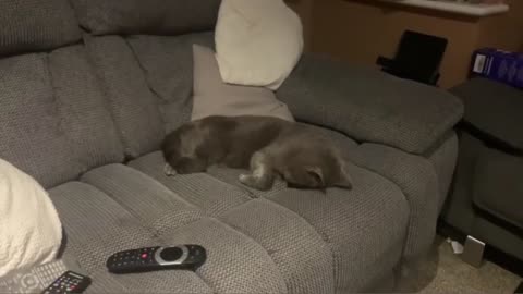 Tired Cat Sleeping Pressing Head Against Couch