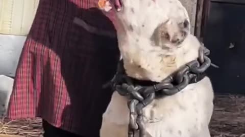Big monster dog