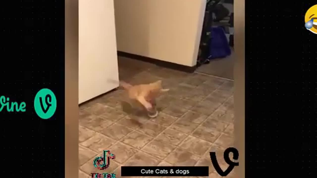 Best Funny Animal Videos Of The 2023 π€£ - Funniest Cats And Dogs Videos πΊπππΆ Funny cat & dog videos π