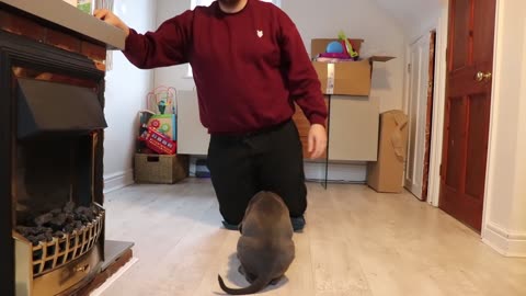 CANE CORSO PUPPY! First Week At Home!