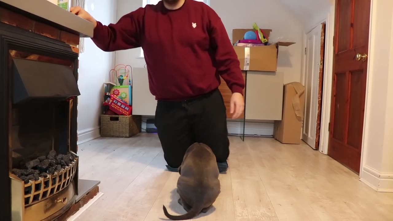 CANE CORSO PUPPY! First Week At Home!