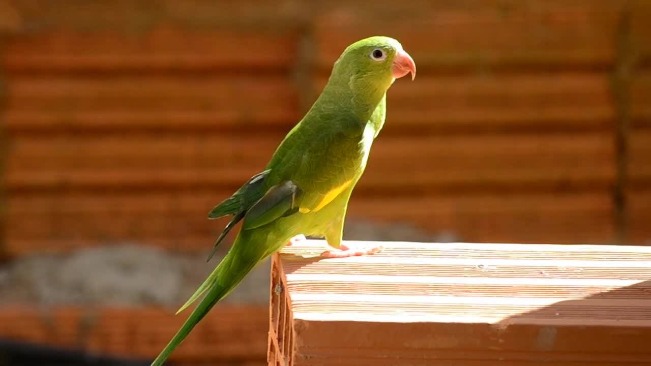 Beautiful parrot standing under the sun