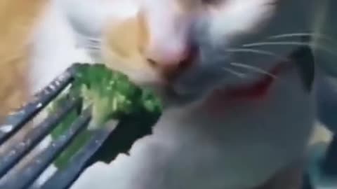 Others cat vs my cat 🤣🤣🤣