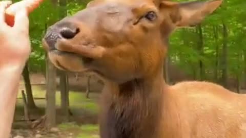Animal funny short video.this is very funny video