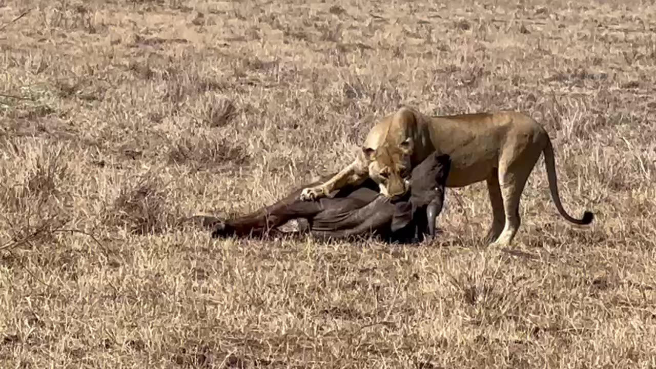 African safaris; Lion hunting down a bufalo.