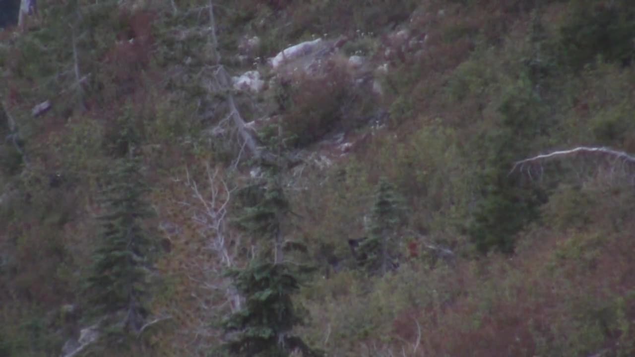 #6 - Fall Bear Hunt - bhumphrey