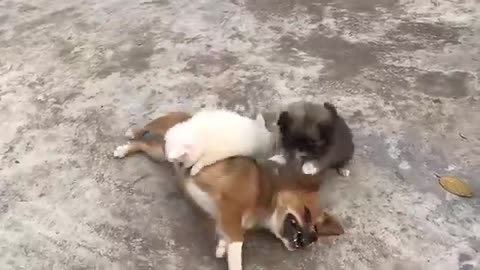 Cute puppy 🐕 funny clips and moments.