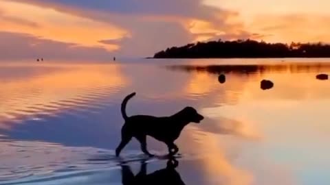 Dog in the sunset