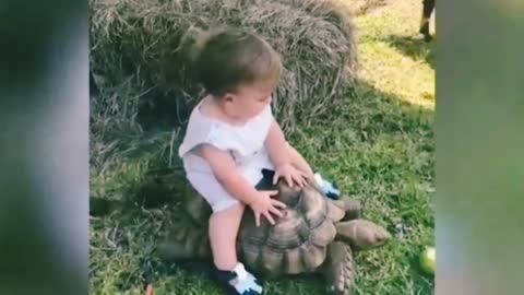 Baby climb on the tortoise