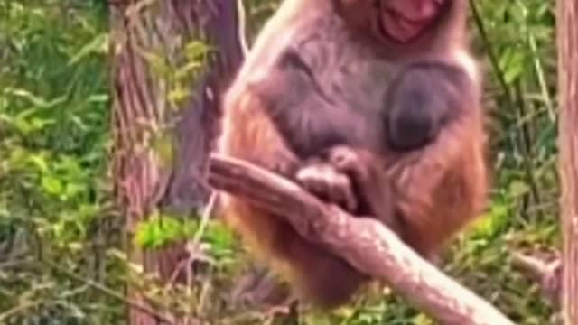 Funny moments animals