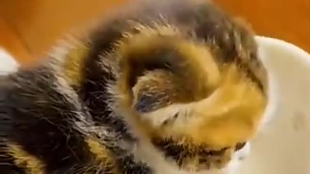 Funny Cute Angry Cat Said Dont Touch My Food | Funny Cats Videos