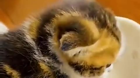 Funny Cute Angry Cat Said Dont Touch My Food | Funny Cats Videos