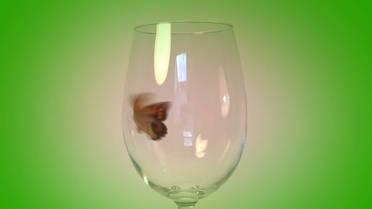 Butterfly Tries To Escape Glass