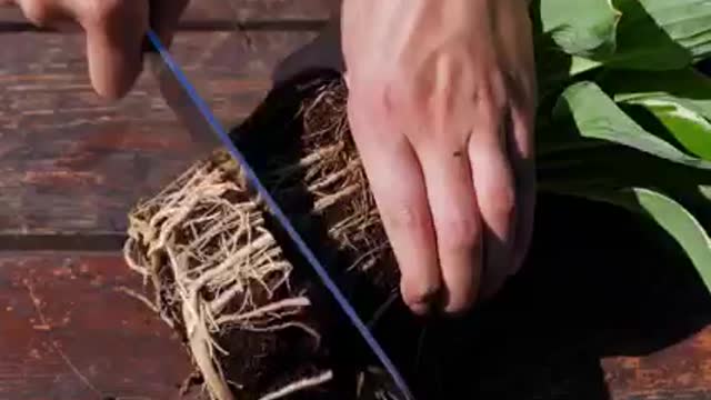 Gardening hacks that will make you throw your hands up and sprout.