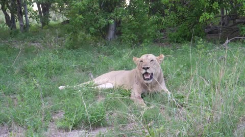 Lion laying in the grass