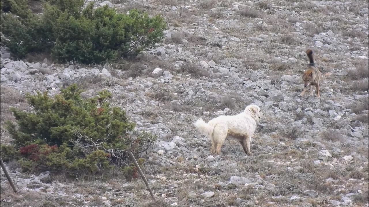 Dogs Meet Pack of Wolves