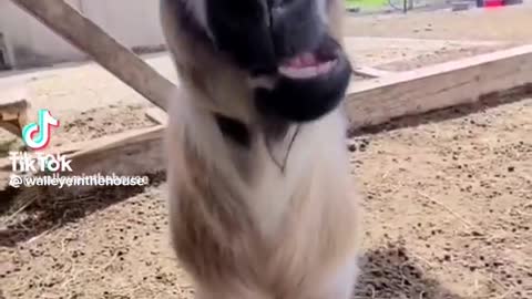 Goat putting on Glasses 🤓🤓