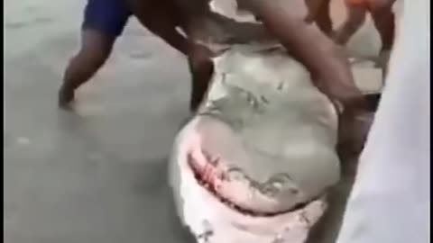 Humans help a weak Shark