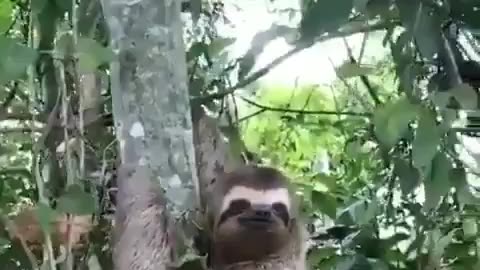 Man puts sloth in tree