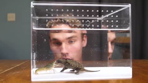 Baby Snapping Turtle vs Crayfish