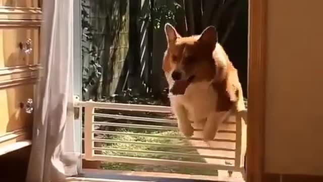 FINNY DOG TRY NO TO LAUGH | TURBO80