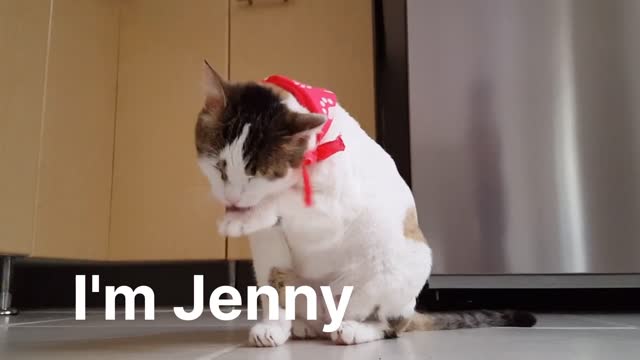 CUTE WHITE HUNGRY CAT , EXPRESSING LOVE