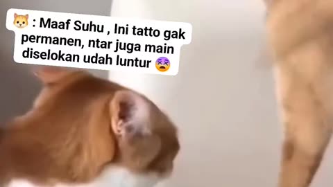 Indonesian cat