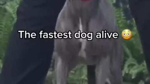 The Fastest Dog