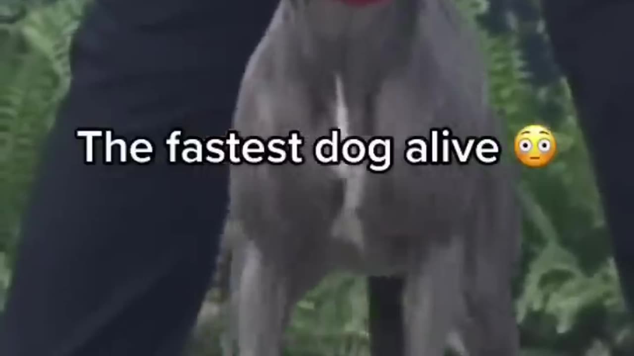 The Fastest Dog