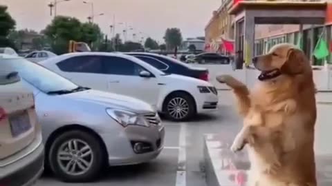 🚗🐶 Funny | This Car Has Barking Assistance? Woof-tastic! | FunFM