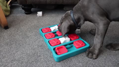 CANE CORSO PUPPY IS A GENIUS! The Best Mental Stimulation For Intelligent Dogs!