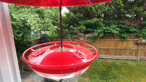 Wild Hummingbirds Return After Losing Their Nesting Tree