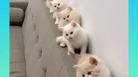 A cute 🐈 group