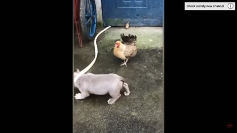 Chicken VS Dog Fight - Funny Dog Fight Videos