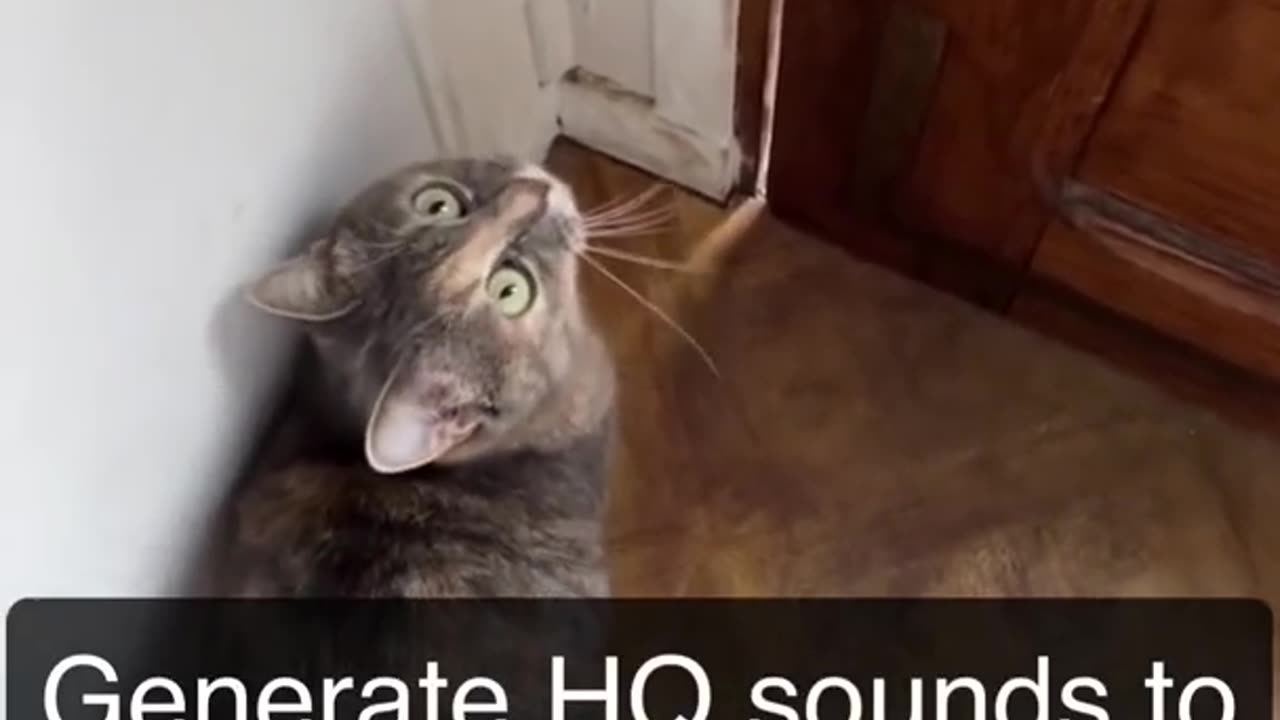 Sound that attracts the most cats Meow to recognize them