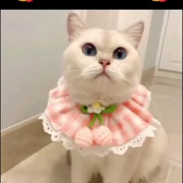 ding #dog #viral #youtubeshorts #funny #petreaction #op #cuteanimals