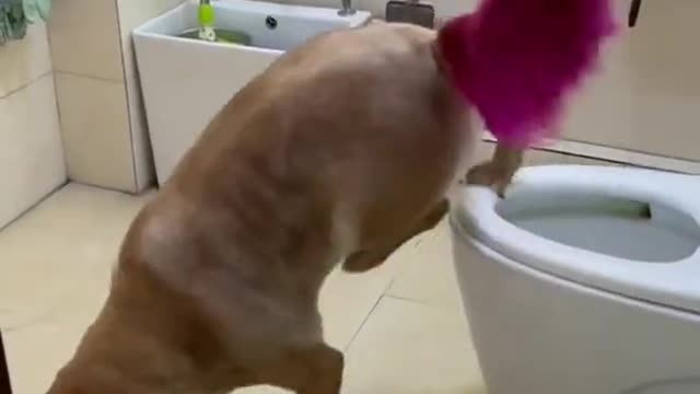 How to doing in the toilet Amazing Smart Dogs